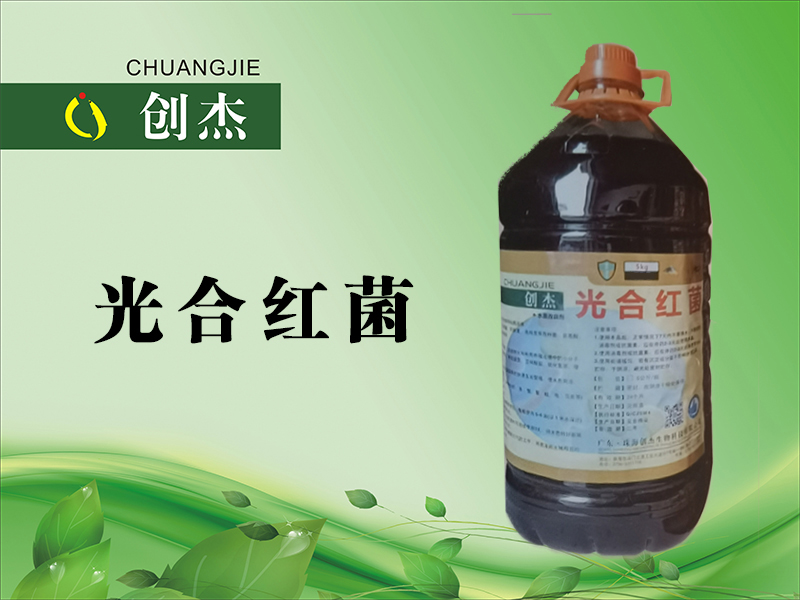 <b>光合红菌</b>